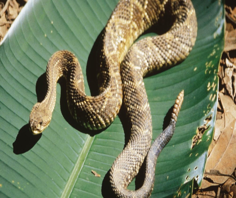 Cobra cascavel agarra no portão de residência em Matozinhos