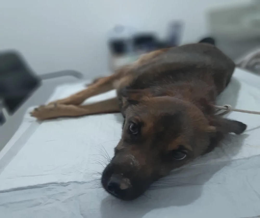 Cachorro morre após ter pênis arrancado e patas quebradas em Vespasiano