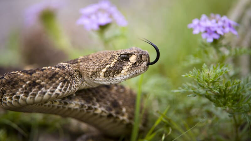 Bombeiros capturam cobra cascavel em área residencial de Lagoa Santa
