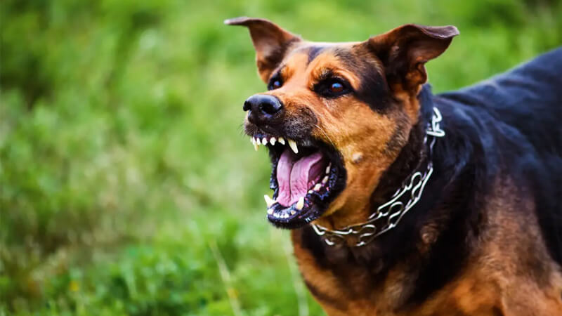 Mulher é atacada por cães soltos em Lagoa Santa